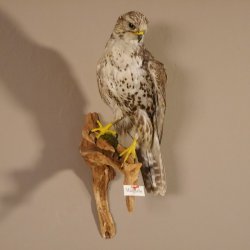 Würgfalke Sakerfalke Präparat Falke präpariert Tierpräparat taxidermy mit EU Genehmigung zum Verkauf