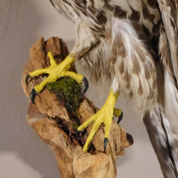 Würgfalke Sakerfalke Präparat Falke präpariert Tierpräparat taxidermy mit EU Genehmigung zum Verkauf