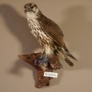 junger Würgrfalke Sakerfalke Präparat Falke präpariert Tierpräparat taxidermy mit EU Genehmigung zum Verkauf