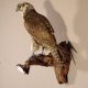 junger Würgrfalke Sakerfalke Präparat Falke präpariert Tierpräparat taxidermy mit EU Genehmigung zum Verkauf