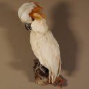 Molukkenkakadu Vogel Präparat Höhe 57 cm präpariert Tierpräparat mit Genehmigung zum Verkauf