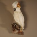Molukkenkakadu Vogel Präparat Höhe 57 cm präpariert Tierpräparat mit Genehmigung zum Verkauf