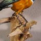 Dreifarbenglanzstar Vogel Präparat Höhe 21 cm präpariert Tierpräparat