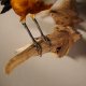 Dreifarbenglanzstar Vogel Präparat Höhe 21 cm präpariert Tierpräparat