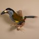Blautukan Vogel Präparat Höhe 30 cm präpariert Tierpräparat