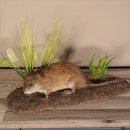 Bisamratte Ratte Präparat auf neuem Deko Waldboden Podest Länge 55 cm präpariert Tierpräparat taxidermy
