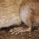 Bisamratte Ratte Präparat auf neuem Deko Waldboden Podest Länge 55 cm präpariert Tierpräparat taxidermy