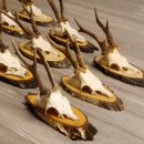 17 deer antlers on birch tree sign board for wall decoration