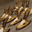 17 deer antlers on birch tree sign board for wall decoration