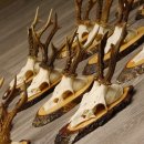 17 deer antlers on birch tree sign board for wall decoration