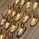 17 deer antlers on birch tree sign board for wall decoration