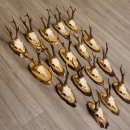 17 deer antlers on birch tree sign board for wall decoration