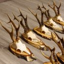 17 deer antlers on birch tree sign board for wall decoration