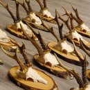 17 deer antlers on birch tree sign board for wall decoration