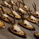 17 deer antlers on birch tree sign board for wall decoration