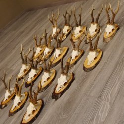 17 deer antlers on birch tree sign board for wall decoration