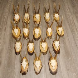 17 deer antlers on birch tree sign board for wall decoration