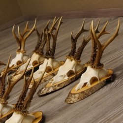 17 deer antlers on birch tree sign board for wall decoration