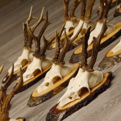 17 deer antlers on birch tree sign board for wall decoration