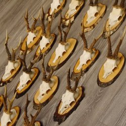 17 deer antlers on birch tree sign board for wall decoration