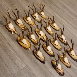 17 deer antlers on birch tree sign board for wall decoration