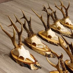 17 deer antlers on birch tree sign board for wall decoration