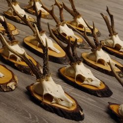 17 deer antlers on birch tree sign board for wall decoration