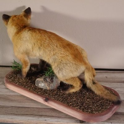 Junger Fuchs auf Holz Podest im Waldboden Breite 58 cm pr&auml;pariert Rotfuchs Jungfuchs Pr&auml;parat taxidermy Deko