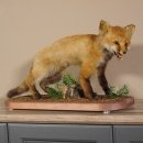 Fox prepared on trunk width 66 cm Red fox preparation taxidermy decoration