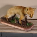Junger Fuchs auf Holz Podest im Waldboden Breite 58 cm pr&auml;pariert Rotfuchs Jungfuchs Pr&auml;parat taxidermy Deko