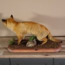 Fox prepared on trunk width 66 cm Red fox preparation taxidermy decoration