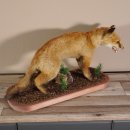 Fox prepared on trunk width 66 cm Red fox preparation taxidermy decoration