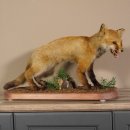 Fox prepared on trunk width 66 cm Red fox preparation taxidermy decoration