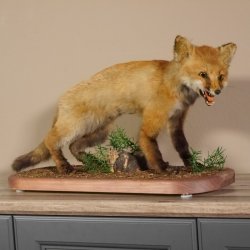 Fox prepared on trunk width 66 cm Red fox preparation taxidermy decoration