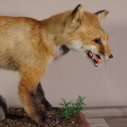 Fox prepared on trunk width 66 cm Red fox preparation taxidermy decoration