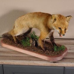 Fox prepared on trunk width 66 cm Red fox preparation taxidermy decoration