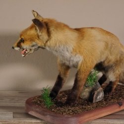 Fox prepared on trunk width 66 cm Red fox preparation taxidermy decoration