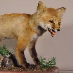 Fox prepared on trunk width 66 cm Red fox preparation taxidermy decoration
