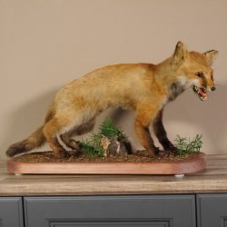 Fox prepared on trunk width 66 cm Red fox preparation taxidermy decoration