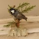 Tannenmeise Präparat Höhe 10cm Singvogel Vogel Tierpräparat mit Genehmigung zur Vermarktung