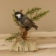 Tannenmeise Präparat Höhe 10cm Singvogel Vogel Tierpräparat mit Genehmigung zur Vermarktung