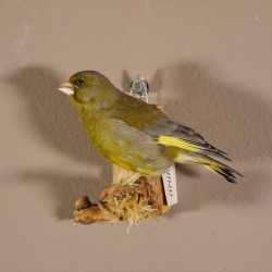 Grünfink Grünling Vogel Präparat präpariert taxidermy Tierpräparat mit Genehmigung zur Vermarktung