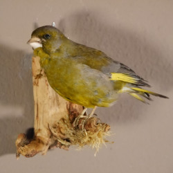 Grünfink Grünling Vogel Präparat präpariert taxidermy Tierpräparat mit Genehmigung zur Vermarktung
