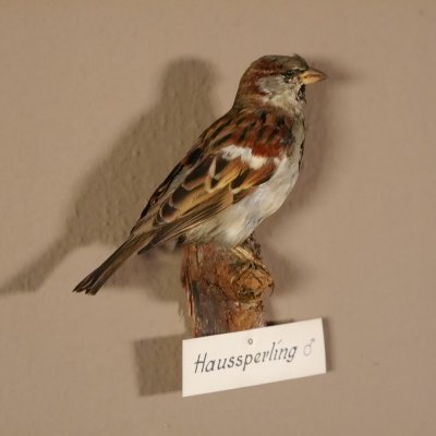 Haussperling Sperling Vogel Pr&auml;parat m&auml;nnlich H&ouml;he 15 cm pr&auml;pariert taxidermy Tierpr&auml;parat mit Genehmigung zur Vermarktung