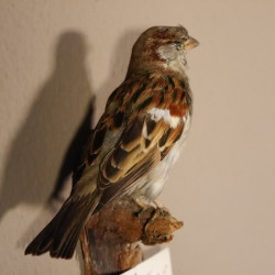 Haussperling Sperling Vogel Präparat männlich Höhe 15 cm präpariert taxidermy Tierpräparat mit Genehmigung zur Vermarktung
