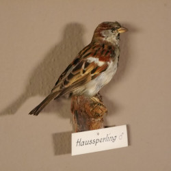 Haussperling Sperling Vogel Präparat männlich Höhe 15 cm präpariert taxidermy Tierpräparat mit Genehmigung zur Vermarktung