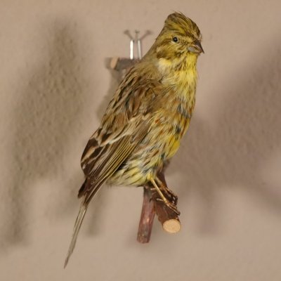 Goldammer Weibchen Vogel Pr&auml;parat H&ouml;he 16 cm pr&auml;pariert Tierpr&auml;parat mit Genehmigung zur Vermarktung