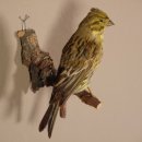 Goldammer Weibchen Vogel Präparat Höhe 16 cm präpariert Tierpräparat mit Genehmigung zur Vermarktung