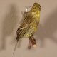 Goldammer Weibchen Vogel Präparat Höhe 16 cm präpariert Tierpräparat mit Genehmigung zur Vermarktung
