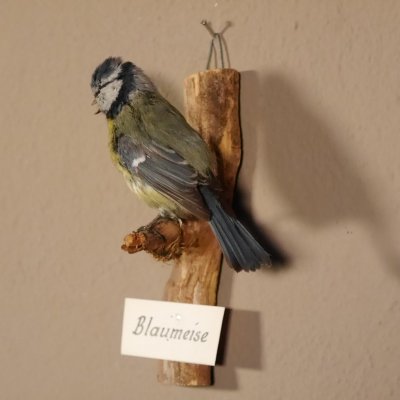 Blaumeise Pr&auml;parat H&ouml;he 17 cm Meise Vogel pr&auml;pariert Tierpr&auml;parat mit Genehmigung zur Vermarktung